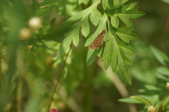 Vehilius stictomenes