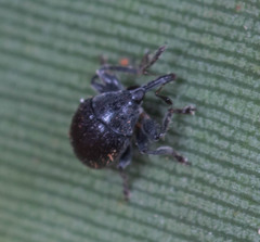 Nanophyinae