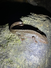 Paramesotriton hongkongensis