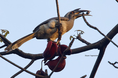 Ocyceros birostris