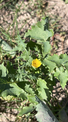 Sonchus asper