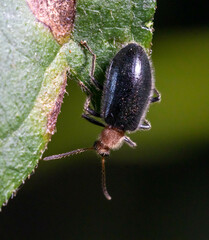 Lagriinae