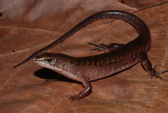 Sphenomorphus jobiensis