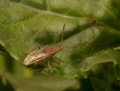 Stictopleurus pictus