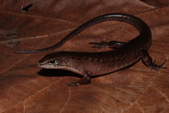 Sphenomorphus jobiensis