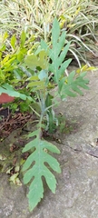 Bocconia frutescens