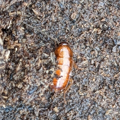 Parcoblatta virginica