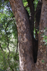 Xanthocercis zambesiaca