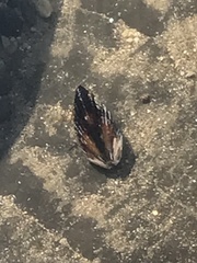 Mytilus californianus