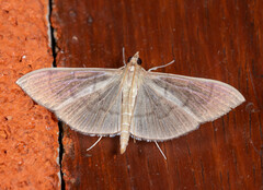 Pyraloidea