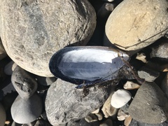 Mytilus californianus