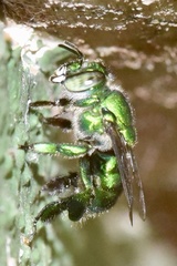 Euglossa