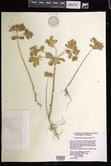 Euphorbia helioscopia