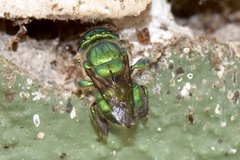 Euglossa