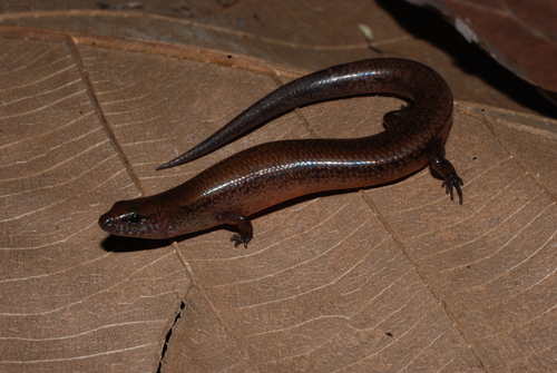 Sphenomorphus solomonis observed 2009-09-20
