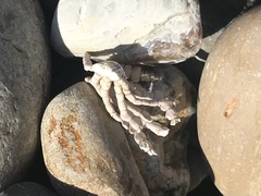 Calliarthron tuberculosum