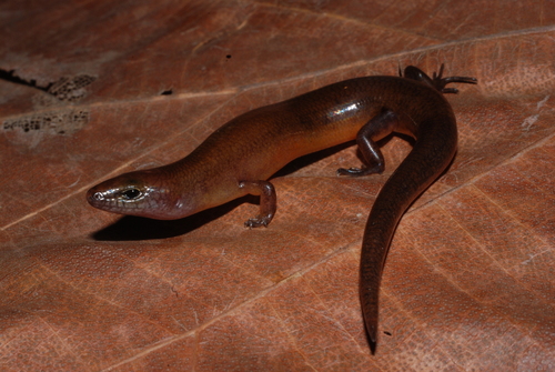 Sphenomorphus solomonis observed 2009-09-20
