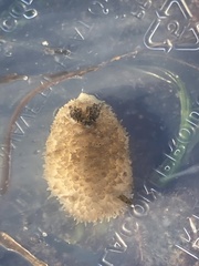 Acanthodoris rhodoceras