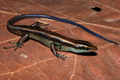 Emoia caeruleocauda