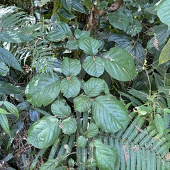 Rubus wallichianus