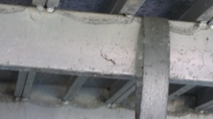 Leucauge argyrobapta