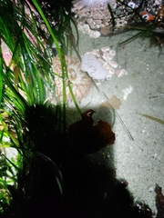 Urticina clandestina