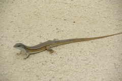 Gerrhosaurus nigrolineatus