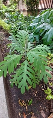Bocconia frutescens