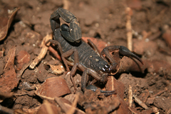 Centruroides edwardsii
