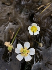 Ranunculus trichophyllus