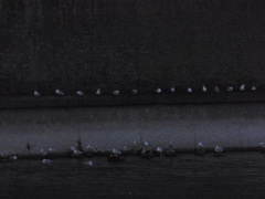 Chroicocephalus ridibundus