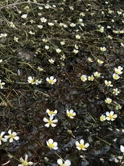 Ranunculus trichophyllus