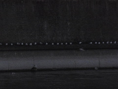 Chroicocephalus ridibundus