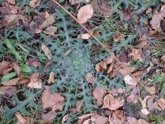 Cirsium vulgare