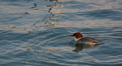 Mergus merganser merganser