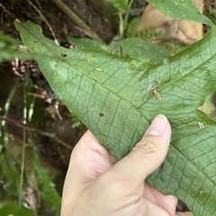 Leptochilus hemionitideus