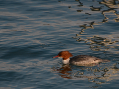 Mergus merganser merganser