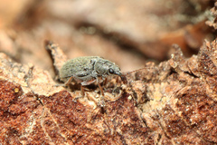 Cimberis attelaboides