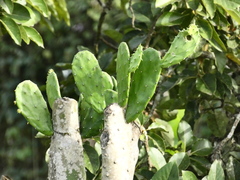 Opuntia cochenillifera