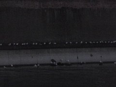 Chroicocephalus ridibundus