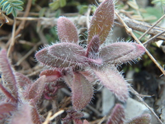 Thymus pannonicus