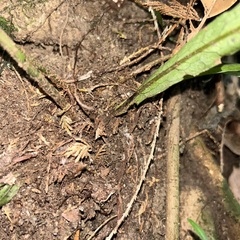 Leptochilus hemionitideus