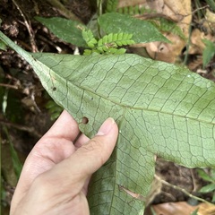 Leptochilus hemionitideus
