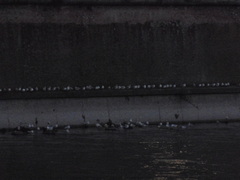 Chroicocephalus ridibundus