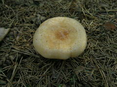 Paralepista gilva