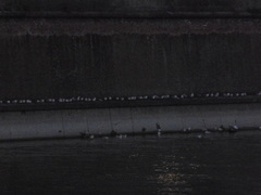 Chroicocephalus ridibundus