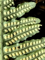 Polypodium calirhiza