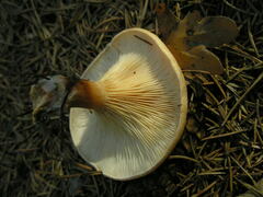 Paralepista gilva
