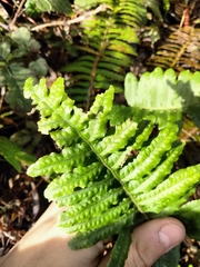 Polypodium calirhiza