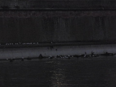 Chroicocephalus ridibundus